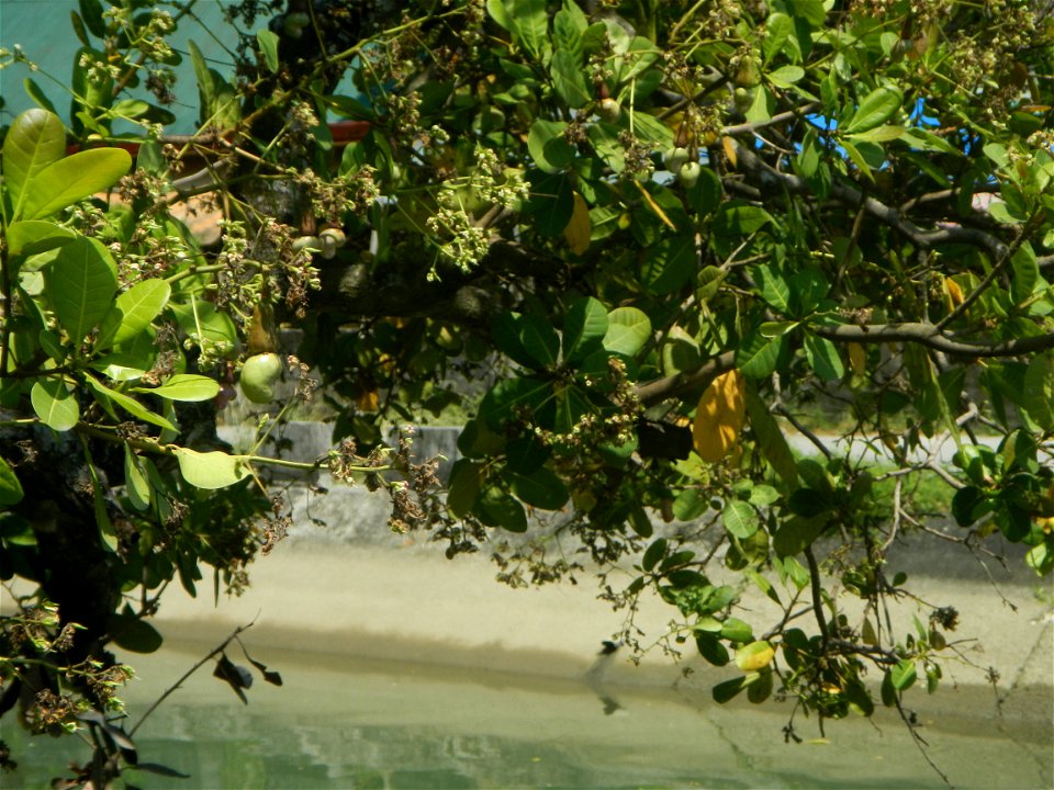 Anacardium occidentale in the Philippines