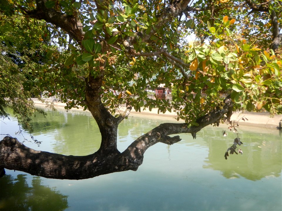 Anacardium occidentale in the Philippines