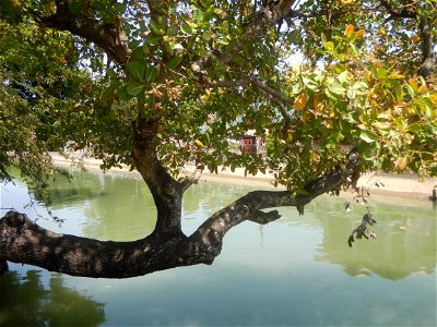 Anacardium occidentale in the Philippines photo