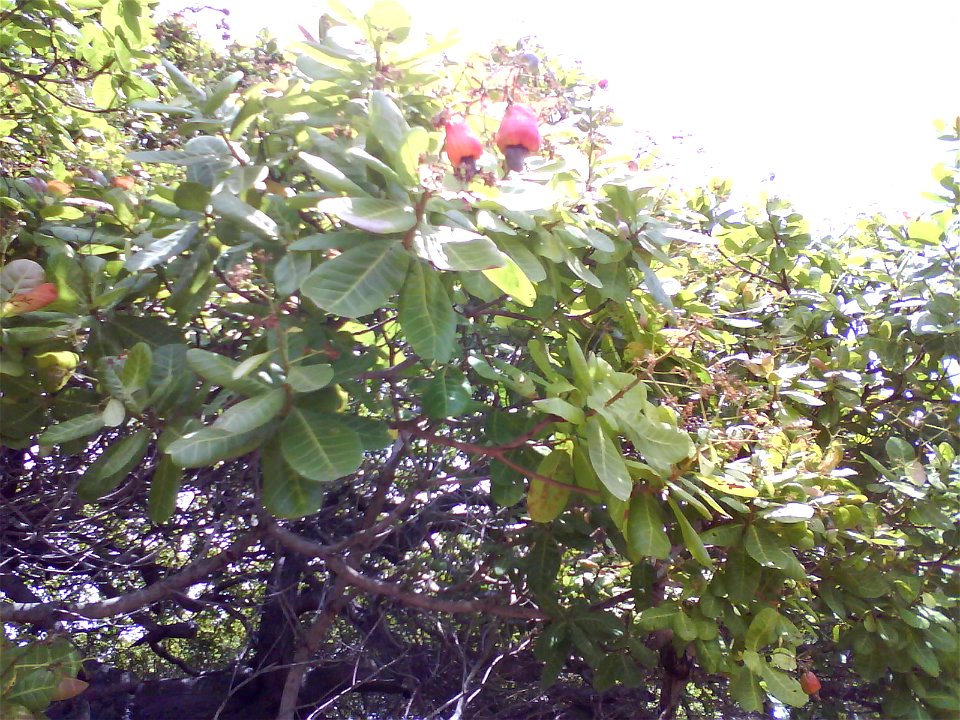 Cajueiro frutificando no município de Cascavel, Ceará