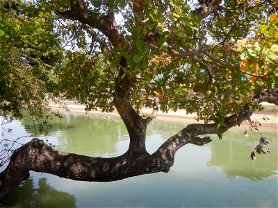 Anacardium occidentale in the Philippines photo