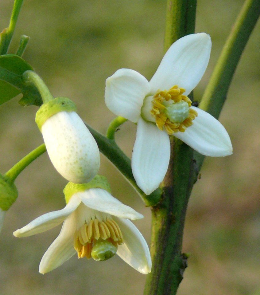 Pomelo flower, photo taken in Hong Kong photo