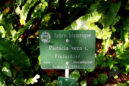 plaque related to File:Pistacia vera L.1702.jpg photo