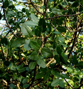Pistacia vera L. Part of a historical tree, planted in the Jardin des Plantes (Alpine garden) in 1702. This special tree was used by Sébastien Vaillant for studying and demonstrating vegetal sexuality
