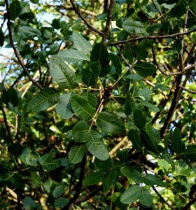 Pistacia vera L. Part of a historical tree, planted in the Jardin des Plantes (Alpine garden) in 1702. This special tree was used by Sébastien Vaillant for studying and demonstrating vegetal sexuality photo