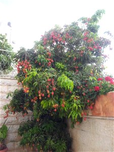 Lychee is a tropical fruit tree, originally growing in South China