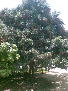 Lichi Orchards Rampurwa Mehsi photo