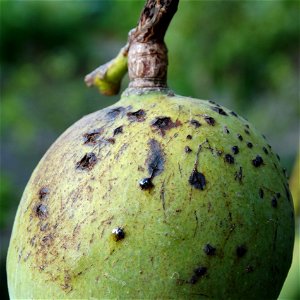 For this disease, the spots on fruits have a rough texture, cracked open at the centers of lesions. These symptoms may appear on immature fruits, well before ripening. Infected leaves have black to br