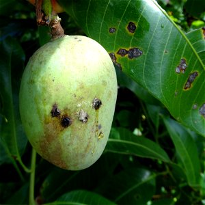 For this disease, the spots on fruits have a rough texture, cracked open at the centers of lesions. These symptoms may appear on immature fruits, well before ripening. Infected leaves have black to br