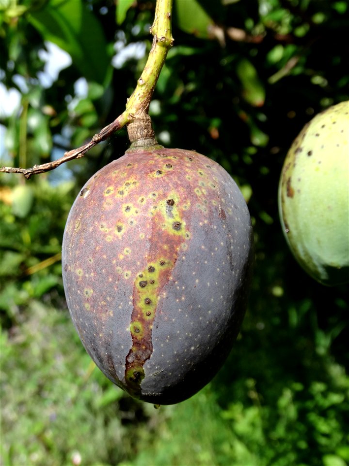 For this disease, the spots on fruits have a rough texture, cracked open at the centers of lesions. These symptoms may appear on immature fruits, well before ripening. Infected leaves have black to br