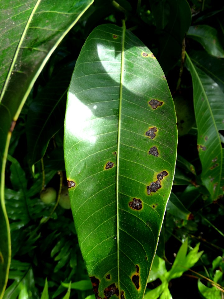 For this disease, the spots on fruits have a rough texture, cracked open at the centers of lesions. These symptoms may appear on immature fruits, well before ripening. Infected leaves have black to br