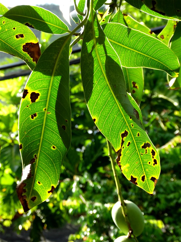For this disease, the spots on fruits have a rough texture, cracked open at the centers of lesions. These symptoms may appear on immature fruits, well before ripening. Infected leaves have black to br