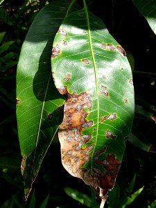 For this disease, the spots on fruits have a rough texture, cracked open at the centers of lesions. These symptoms may appear on immature fruits, well before ripening. Infected leaves have black to br