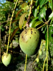 For this disease, the spots on fruits have a rough texture, cracked open at the centers of lesions. These symptoms may appear on immature fruits, well before ripening. Infected leaves have black to br