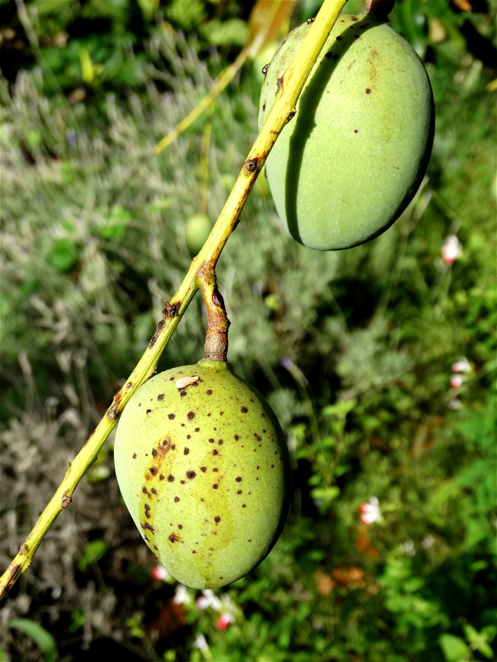 For this disease, the spots on fruits have a rough texture, cracked open at the centers of lesions. These symptoms may appear on immature fruits, well before ripening. Infected leaves have black to br