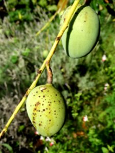 For this disease, the spots on fruits have a rough texture, cracked open at the centers of lesions. These symptoms may appear on immature fruits, well before ripening. Infected leaves have black to br