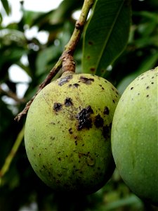 For this disease, the spots on fruits have a rough texture, cracked open at the centers of lesions. These symptoms may appear on immature fruits, well before ripening. Infected leaves have black to br