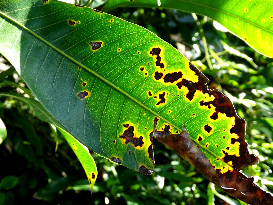 For this disease, the spots on fruits have a rough texture, cracked open at the centers of lesions. These symptoms may appear on immature fruits, well before ripening. Infected leaves have black to br