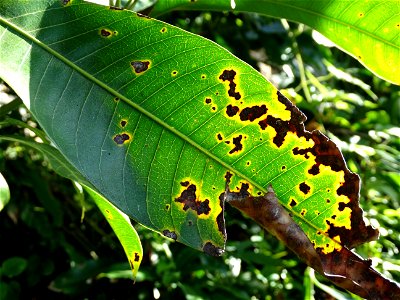For this disease, the spots on fruits have a rough texture, cracked open at the centers of lesions. These symptoms may appear on immature fruits, well before ripening. Infected leaves have black to br