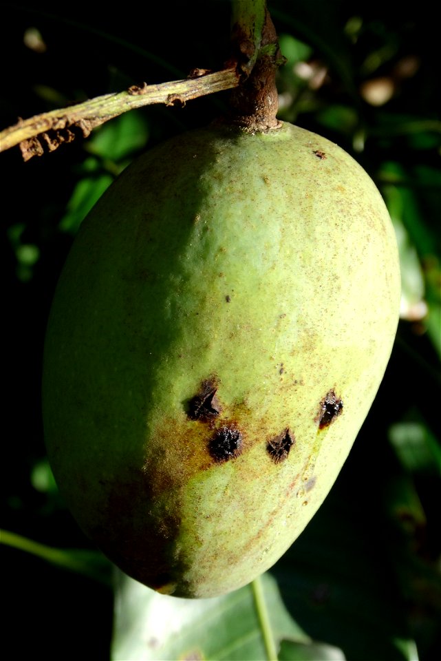 For this disease, the spots on fruits have a rough texture, cracked open at the centers of lesions. These symptoms may appear on immature fruits, well before ripening. Infected leaves have black to br
