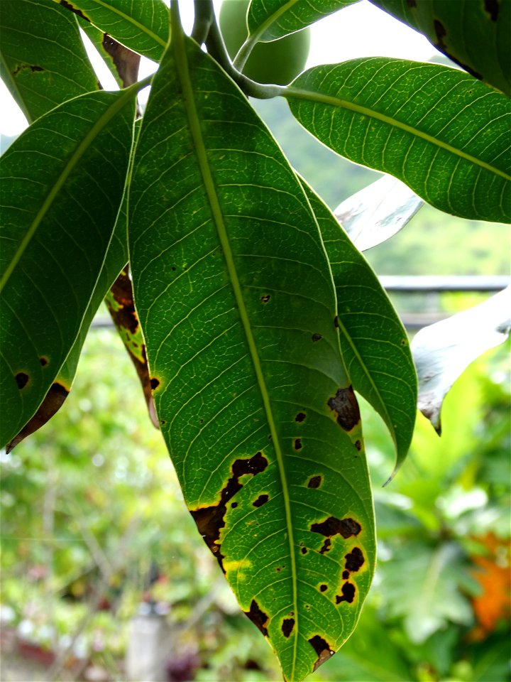 For this disease, the spots on fruits have a rough texture, cracked open at the centers of lesions. These symptoms may appear on immature fruits, well before ripening. Infected leaves have black to br