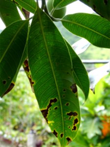 For this disease, the spots on fruits have a rough texture, cracked open at the centers of lesions. These symptoms may appear on immature fruits, well before ripening. Infected leaves have black to br