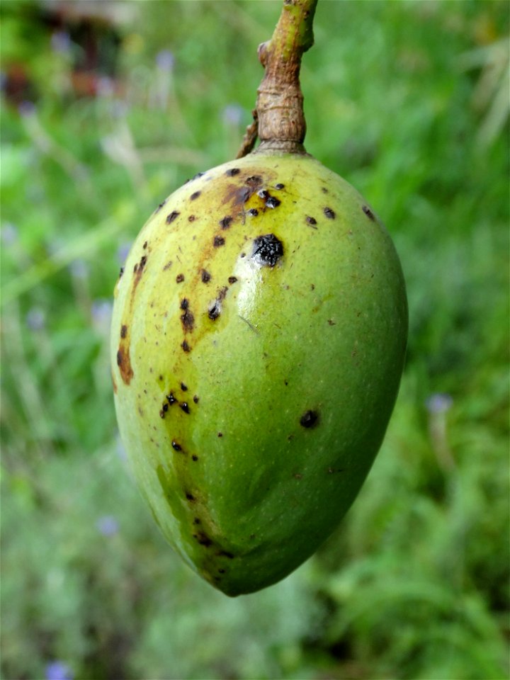 For this disease, the spots on fruits have a rough texture, cracked open at the centers of lesions. These symptoms may appear on immature fruits, well before ripening. Infected leaves have black to br