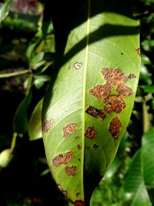 For this disease, the spots on fruits have a rough texture, cracked open at the centers of lesions. These symptoms may appear on immature fruits, well before ripening. Infected leaves have black to br