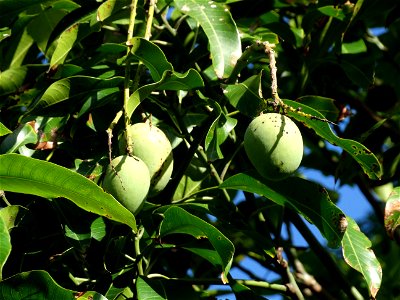For this disease, the spots on fruits have a rough texture, cracked open at the centers of lesions. These symptoms may appear on immature fruits, well before ripening. Infected leaves have black to br
