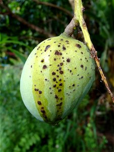 For this disease, the spots on fruits have a rough texture, cracked open at the centers of lesions. These symptoms may appear on immature fruits, well before ripening. Infected leaves have black to br