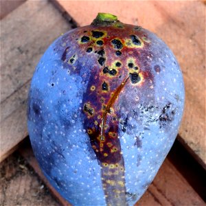 For this disease, the spots on fruits have a rough texture, cracked open at the centers of lesions. These symptoms may appear on immature fruits, well before ripening. Infected leaves have black to br