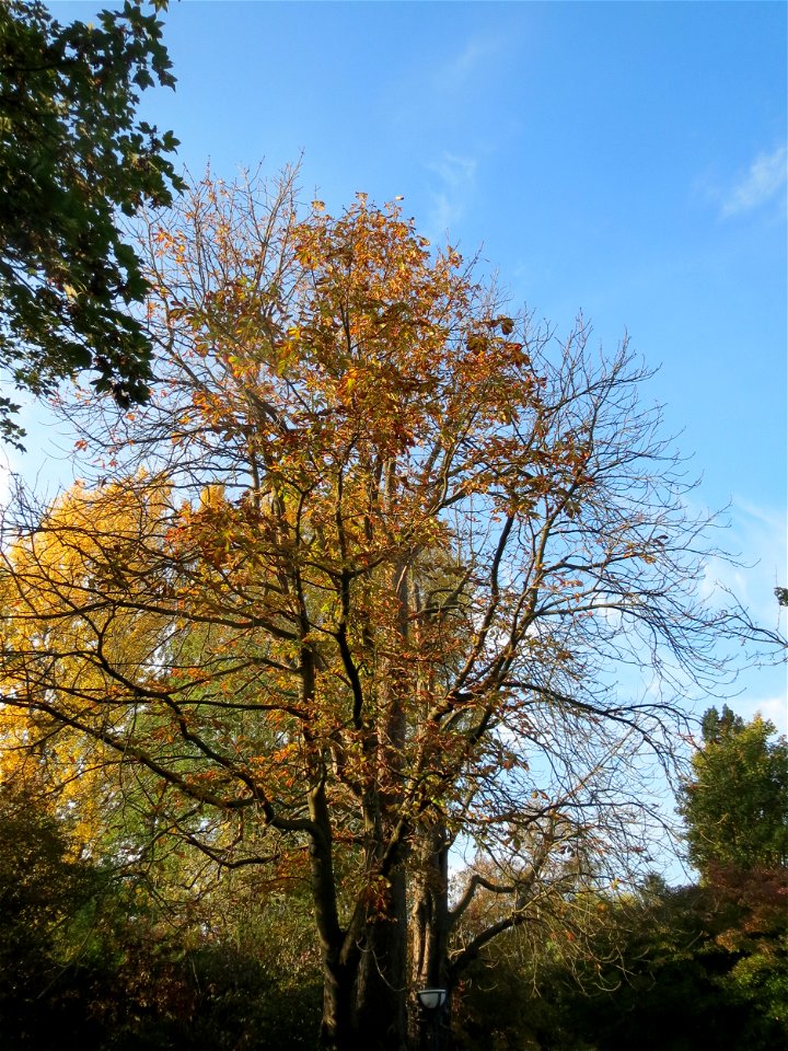 Rosskastanie (Aesculus hippocastanum) in Hockenheim photo