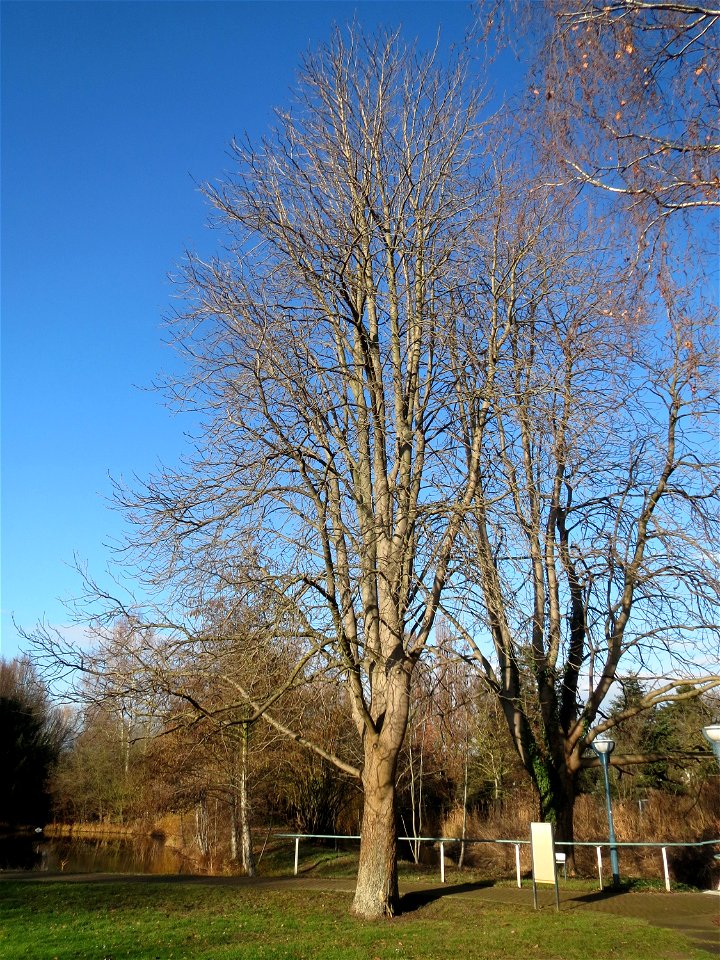 Rosskastanie (Aesculus hippocastanum) im Ebertpark Hockenheim
