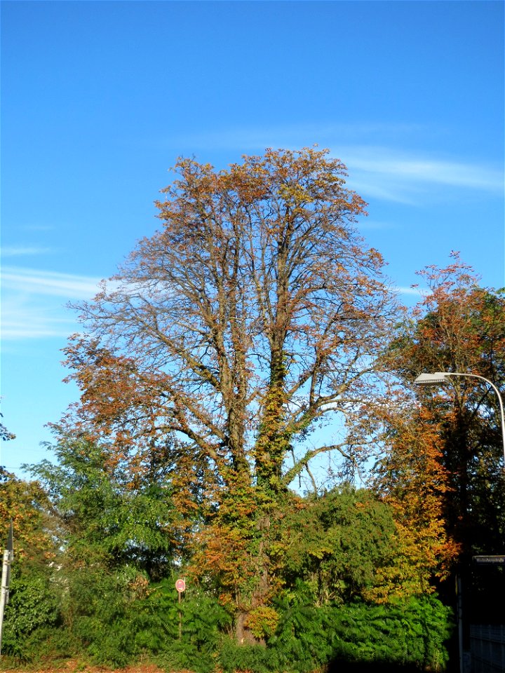 Gewöhnliche Rosskastanie  (Aesculus hippocastanum) in Sankt Arnual