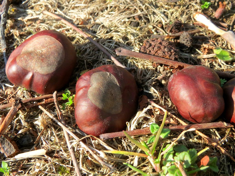 Früchte der Rosskastanie (Aesculus hippocastanum) in der Berlinallee in Hockenheim