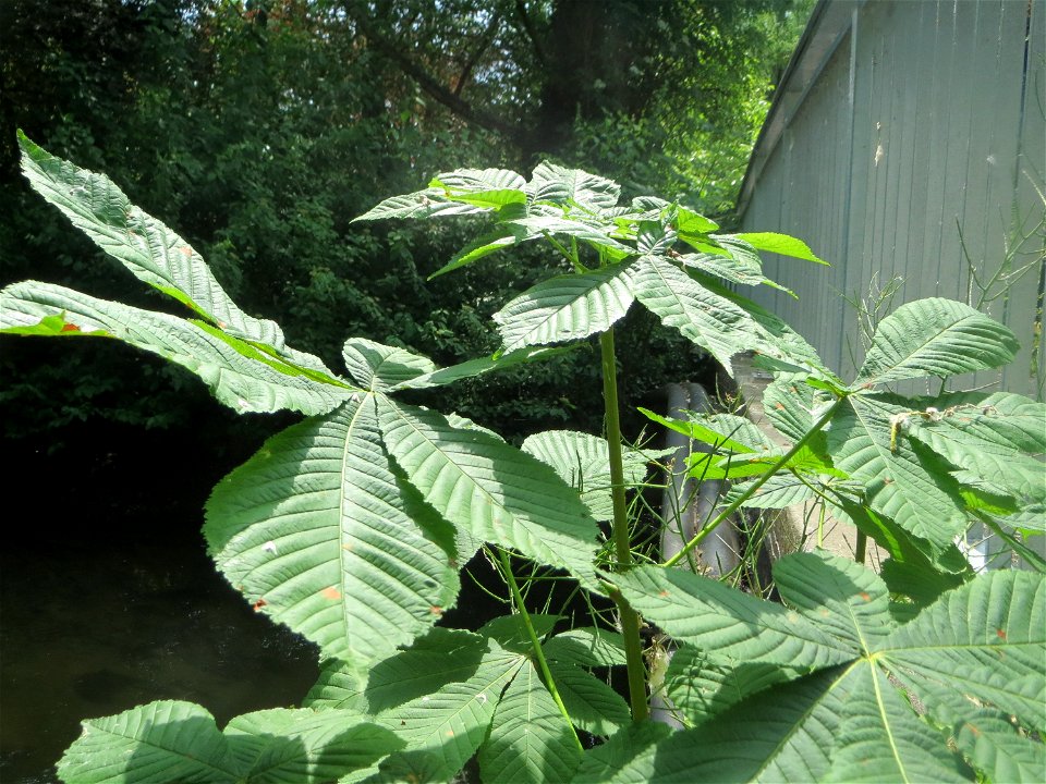 Wild angegangene Rosskastanie (Aesculus hippocastanum) beim Insultheimer Hof im Landschaftsschutzgebiet „Hockenheimer Rheinbogen“