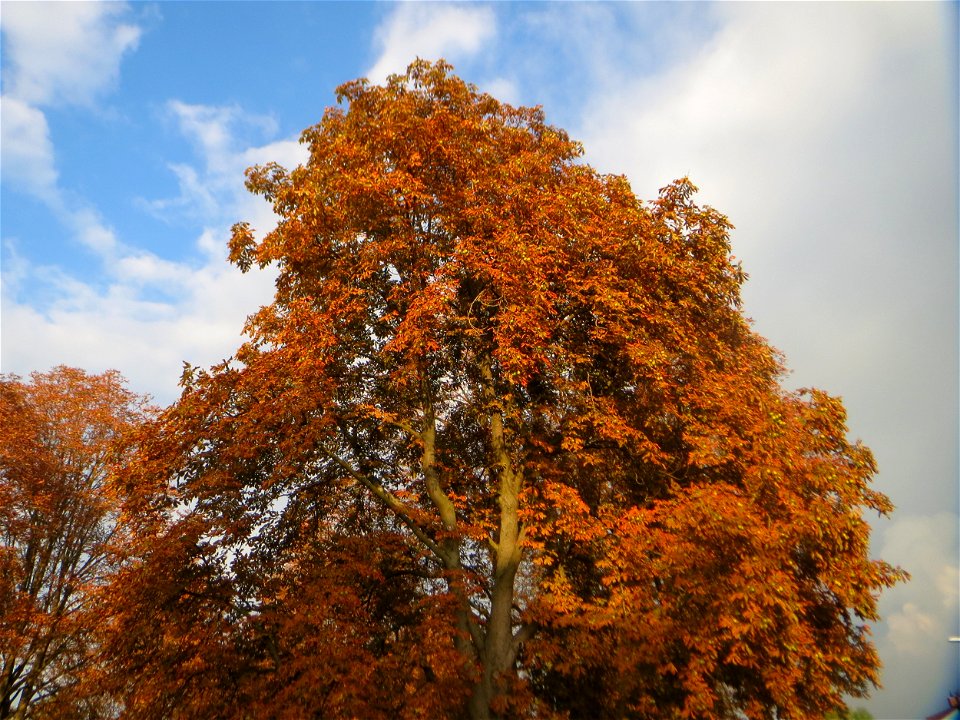 Rosskastanien (Aesculus hippocastanum) am Zähringer Kanal in Schwetzingen