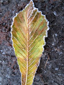 Angefrorenes Herbstlaub der Rosskastanie (Aesculus hippocastanum) in Hockenheim nach dem Wintereinbruch vom 1. Dezember 2017