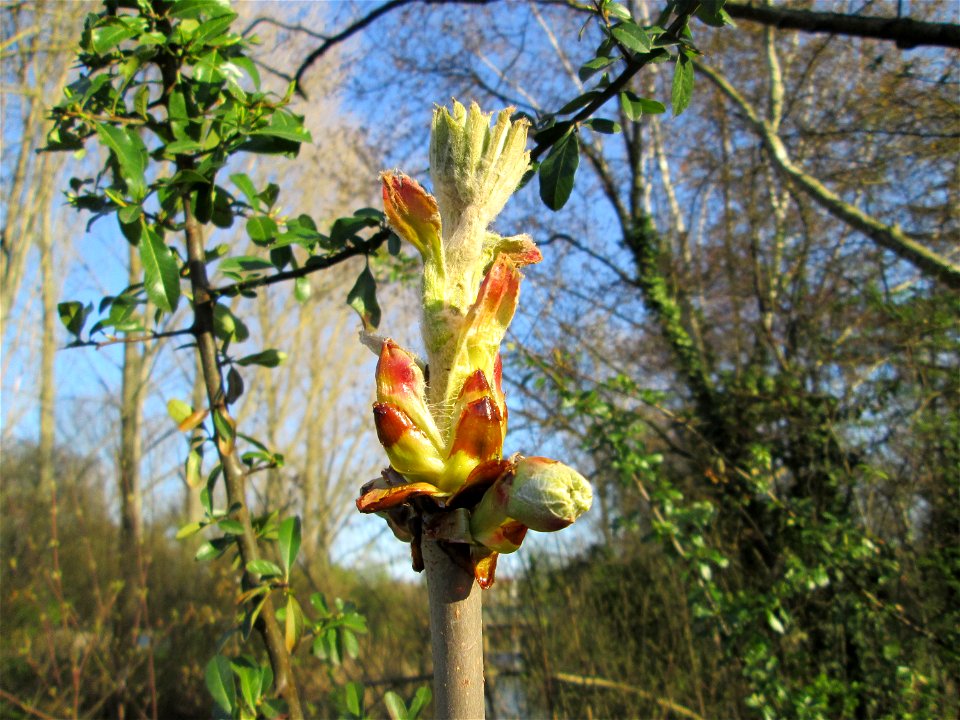 Knospende Rosskastanie (Aesculus hippocastanum) am Kraichbach in Hockenheim - an diesem Standort ausgewildert photo