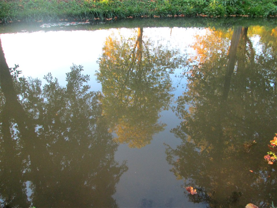 Rosskastanien (Aesculus hippocastanum) am Zähringer Kanal in Schwetzingen photo