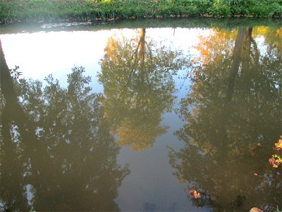 Rosskastanien (Aesculus hippocastanum) am Zähringer Kanal in Schwetzingen