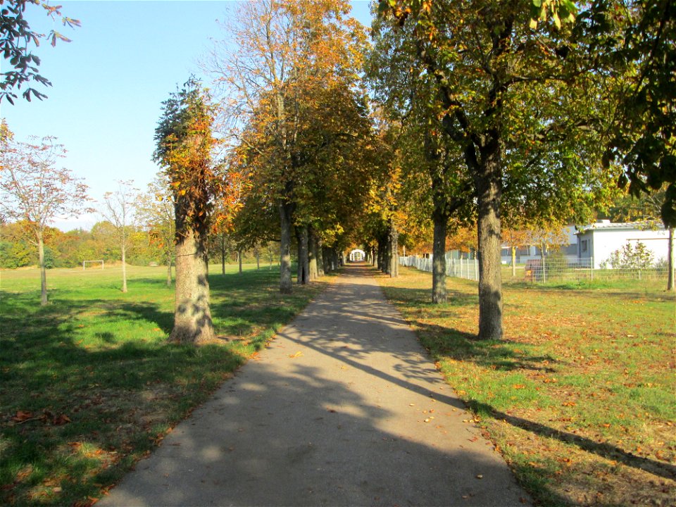 Kastanienallee (Aesculus hippocastanum) in Hockenheim