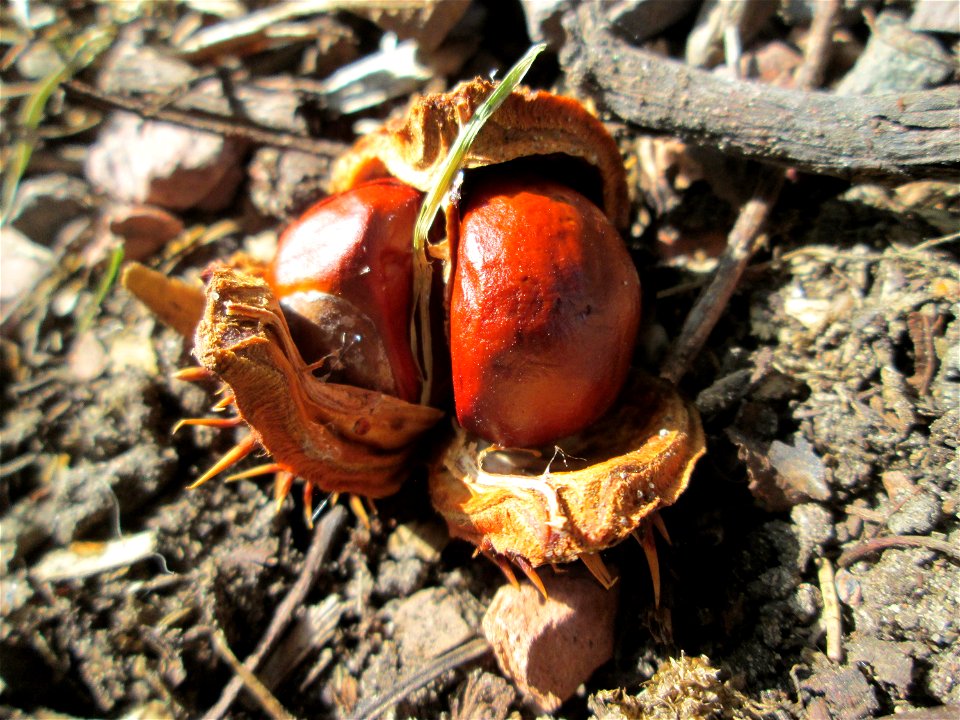 Frucht der Rosskastanie (Aesculus hippocastanum) am Rotenbühl in Saarbrücken photo