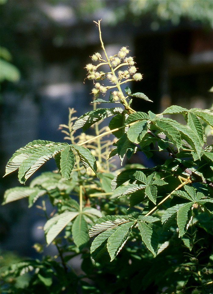 Aesculus hippocastanum, young fruit on tree