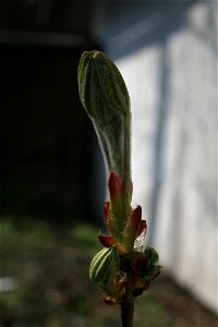 Bud of horsenut starting growth Aesculus hippocastanum, Jaroměř, Czech Republic
