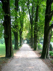 Chestnut Avenue in the de:Poensgenpark in en:Ratingen photo