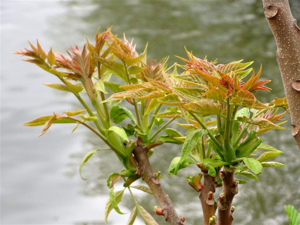 Knospender Götterbaum (Ailanthus altissima) an der Saar in Saarbrücken