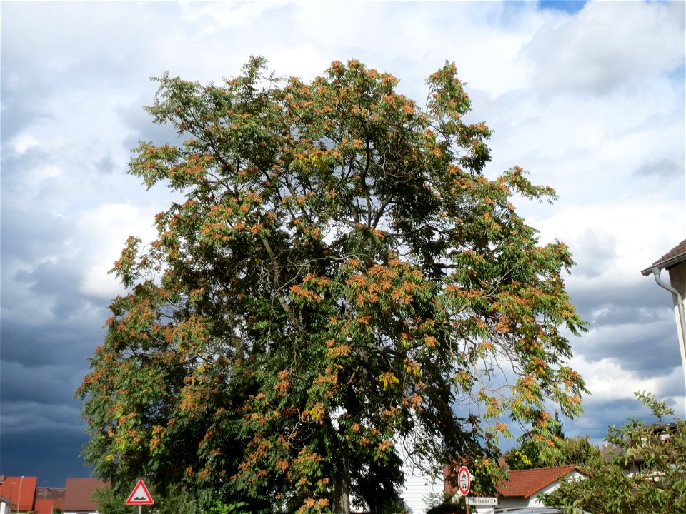 Götterbaum (Ailanthus altissima) an der Berlinallee in Hockenheim photo