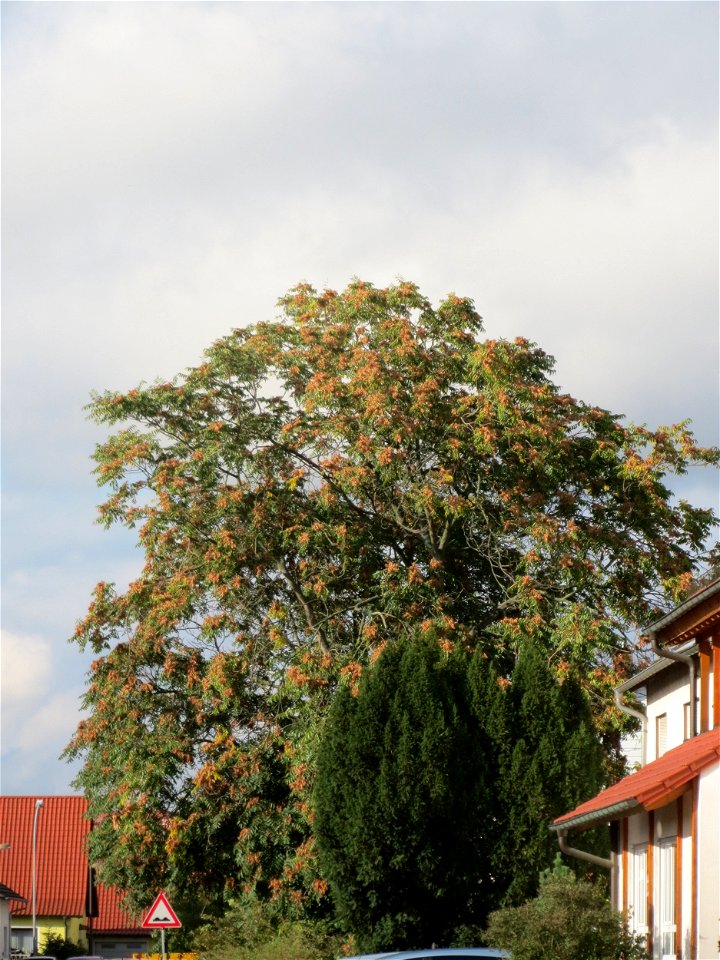 Götterbaum (Ailanthus altissima) an der Berlinallee in Hockenheim