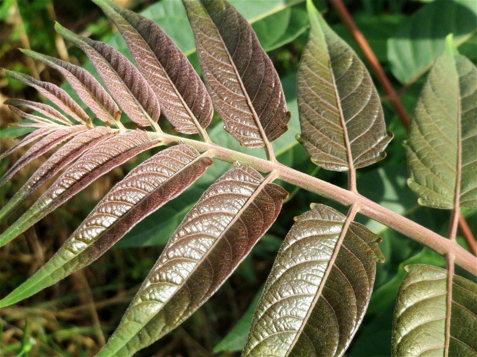 Verwilderter Götterbaum (Ailanthus altissima) an der Berlinallee in Hockenheim photo